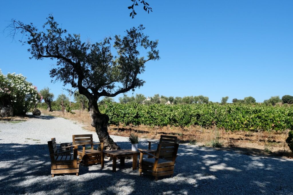 Pottery, Wine, and Cork: A Day of Crafting Traditions in Évora
