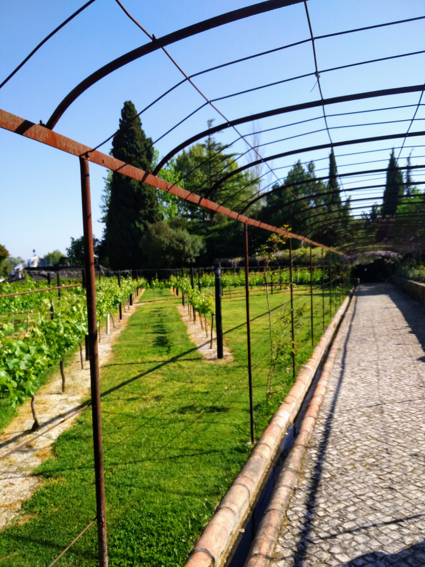 From Lisbon: A Day of Setúbal Market, Tiles, Wine, and Scenic Wonders